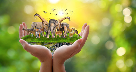 Concept Nature reserve conserve Wildlife reserve tiger Deer Global warming Food Loaf Ecology Human hands protecting the wild and wild animals tigers deer, trees in the hands green background Sun light