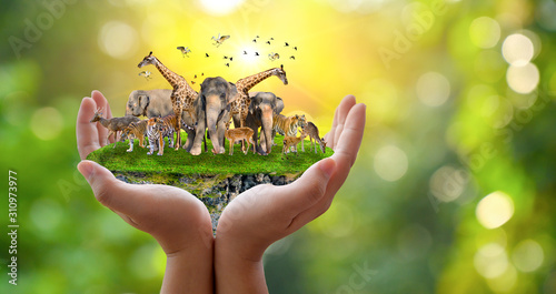Fototapeta Naklejka Na Ścianę i Meble -  Concept Nature reserve conserve Wildlife reserve tiger Deer Global warming Food Loaf Ecology Human hands protecting the wild and wild animals tigers deer, trees in the hands green background Sun light