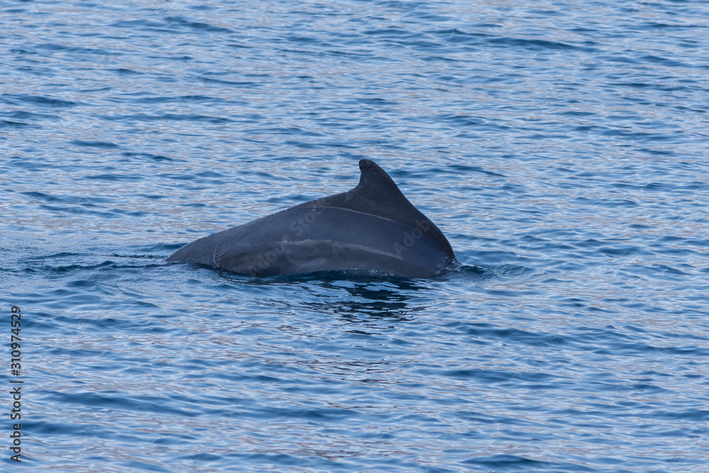 Fototapeta premium Indo-pacific humpback dolphins (sousa chinensis) in Musandam, Oman near Khasab in the Fjords jumping in and out of the water by Dhow Boats.