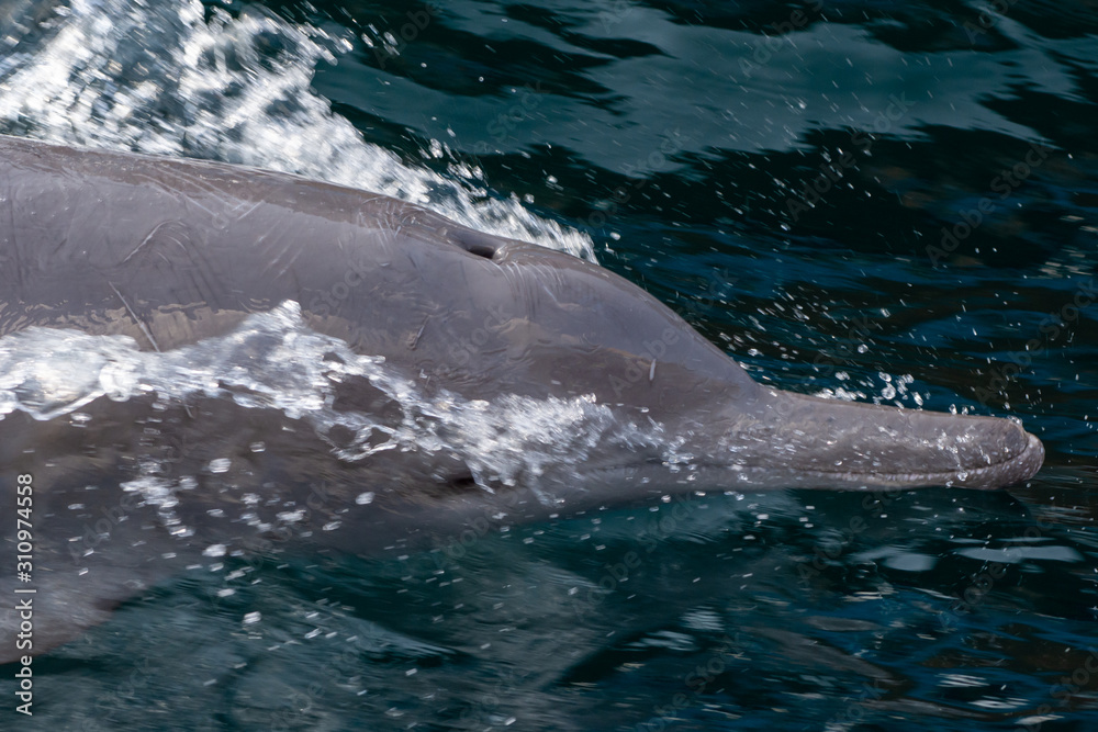 Obraz premium Close up of Indo-pacific humpback dolphins (sousa chinensis) in Musandam, Oman near Khasab in the Fjords jumping in and out of the water by Dhow Boats.