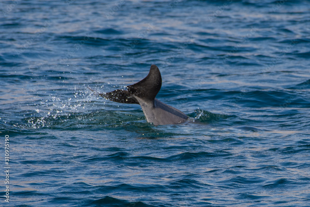 Fototapeta premium Indo-pacific humpback dolphins (sousa chinensis) showing tail fin in Musandam, Oman near Khasab in the Fjords jumping in and out of the water by Dhow Boats.