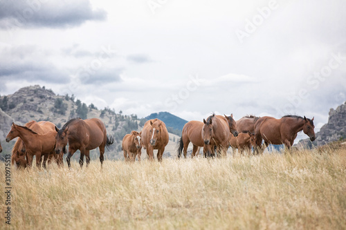 Horse Herd