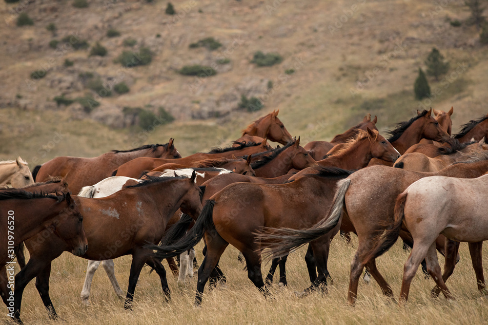 Fototapeta premium Horse Herd