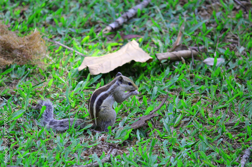 Fototapeta Naklejka Na Ścianę i Meble -  squirrel eating in a garden