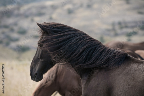 Horse Portrait photo