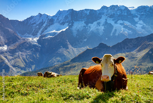 Fényképezés cow in the alps