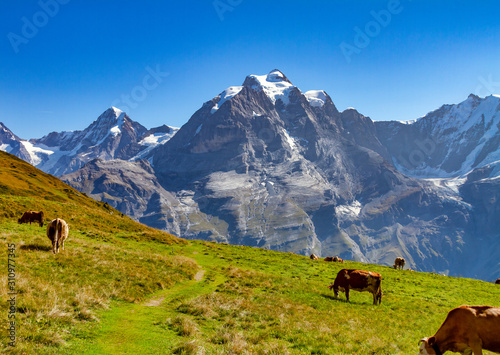 Fototapeta Naklejka Na Ścianę i Meble -  cows in the alps