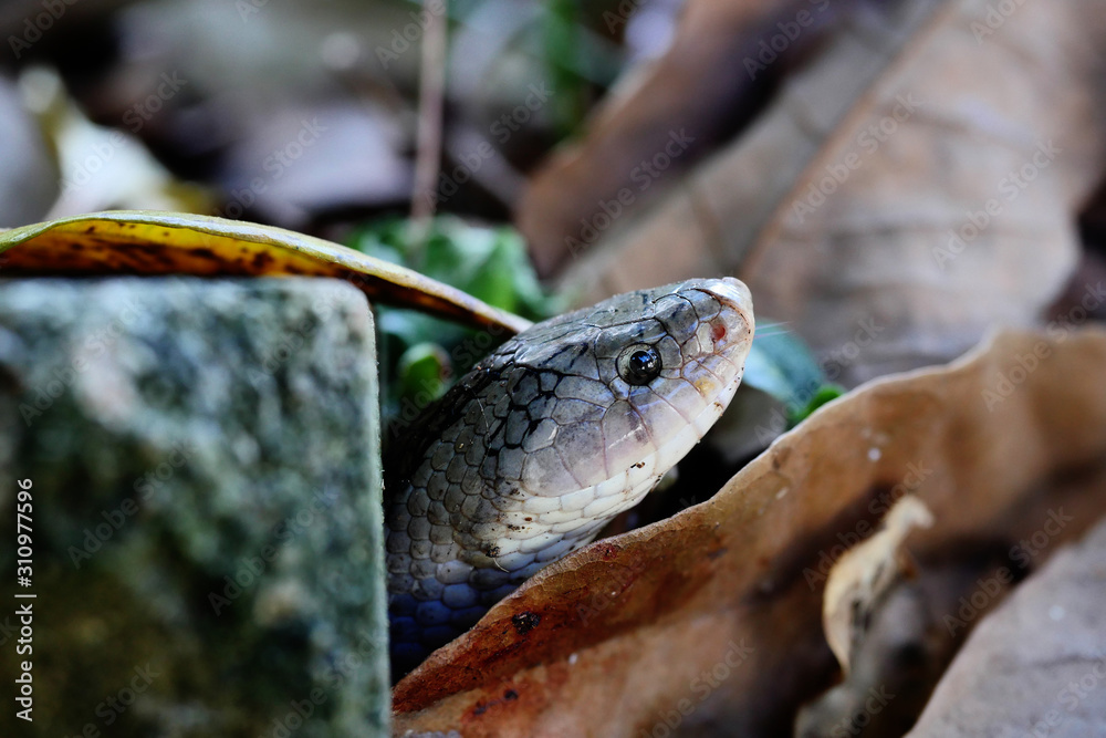 Fototapeta premium Close - up head of The Banded kukri snake ( Oligodon fasciolatus ) in forest, Black stripes on the body of brown reptile, Poisonous reptile on the ground with brown dry leaf in Thailand