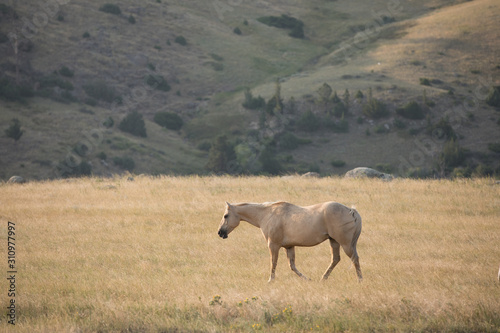 Horse Herd