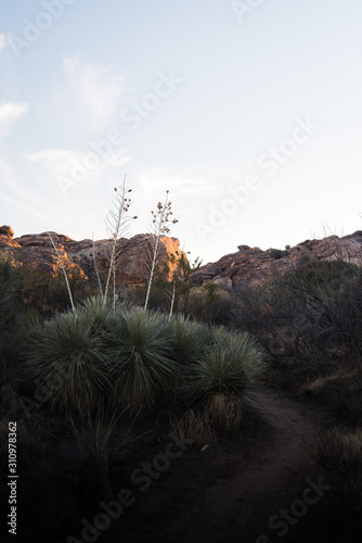 Yucca plants in front of rocks lit up at sunset at Hueco Tanks, Texas.  photo