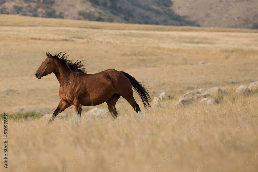 Fototapeta premium Horse Herd