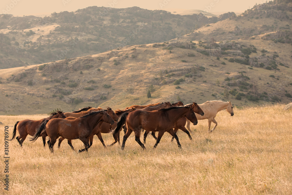 Fototapeta premium Horse Herd