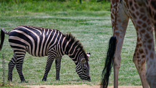 Grazing zebra with giraffe legs in foreground