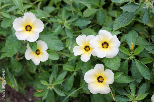 yellow flowers in the garden
