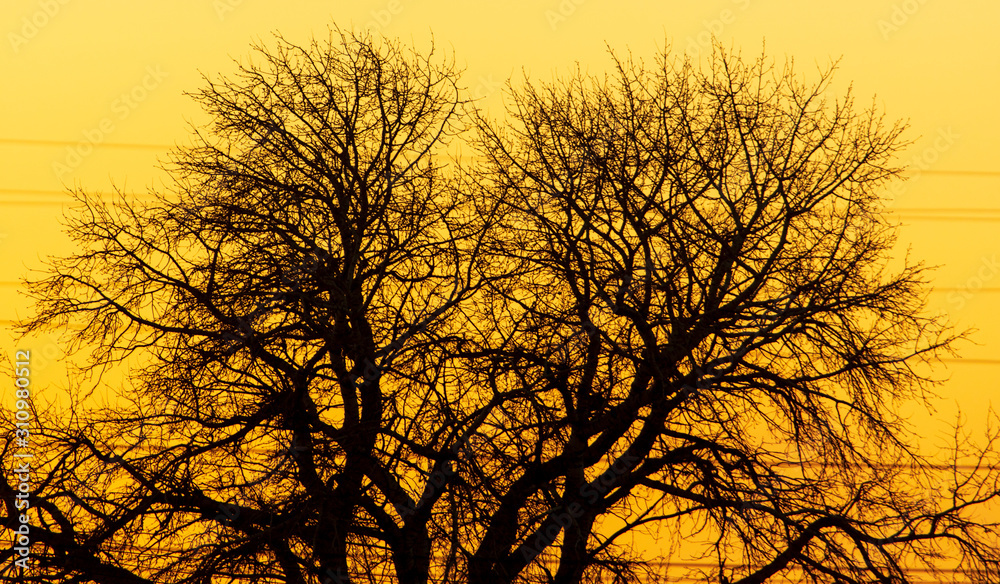 Bare tree branches at dawn of the sun