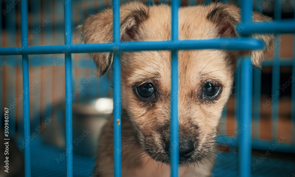 Sad puppy in shelter behind fence waiting to be rescued and adopted to new home. Shelter for animals concept - obrazy, fototapety, plakaty 