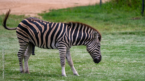 Zebra full body shot swishing tail