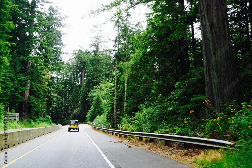 Obraz premium Tree Roads