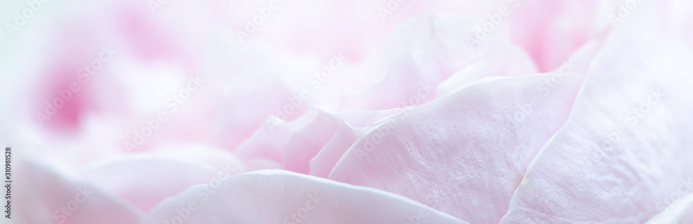 Fototapeta Pink roses soft focus in pastel colors for banner for website, Valentine's day card,Wedding card background
