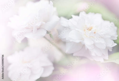 Soft sweet colors of roses soft focus and blur for background ,pastel tone style card format
