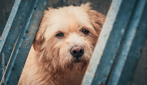 Sad dog in shelter waiting to be rescued and adopted to new home. Shelter for animals concept