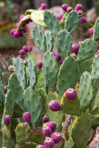 Nature background with Prickly Pear or opuntia cactus.