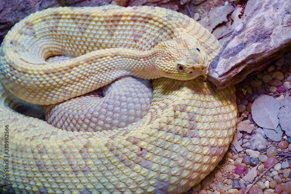 Fototapeta premium Yellow Snake