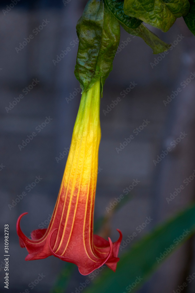 Obraz premium scarlet angel's trumpet flower on dark background