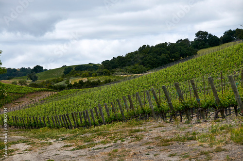 Hillside central coast vineyard in California