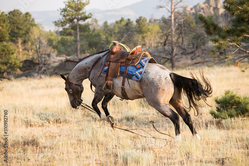Canvas Print Runaway Horse