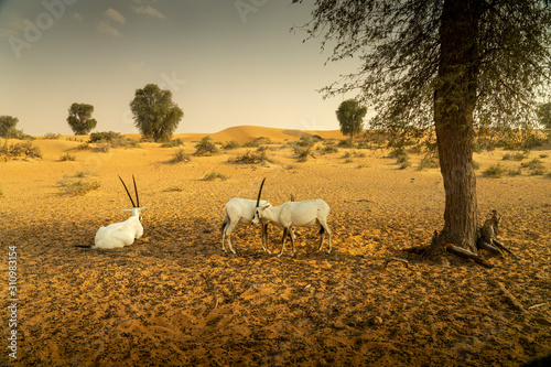 Arabian Oryx in Dubai Desert
