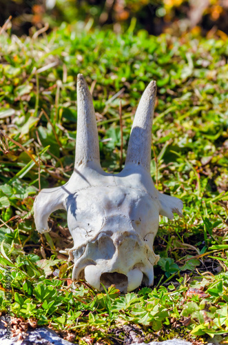 mountain goat skull in the mountains