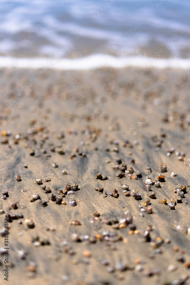 sea shells on the beach