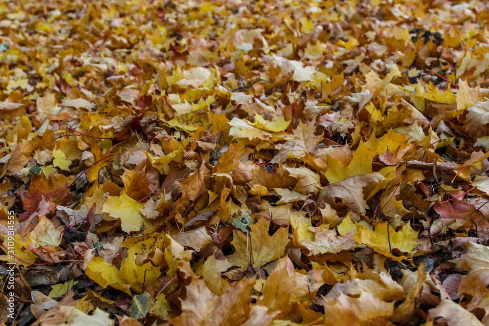 Closeup of the ground completely covered with various dead leaves. Background photo with selective focus