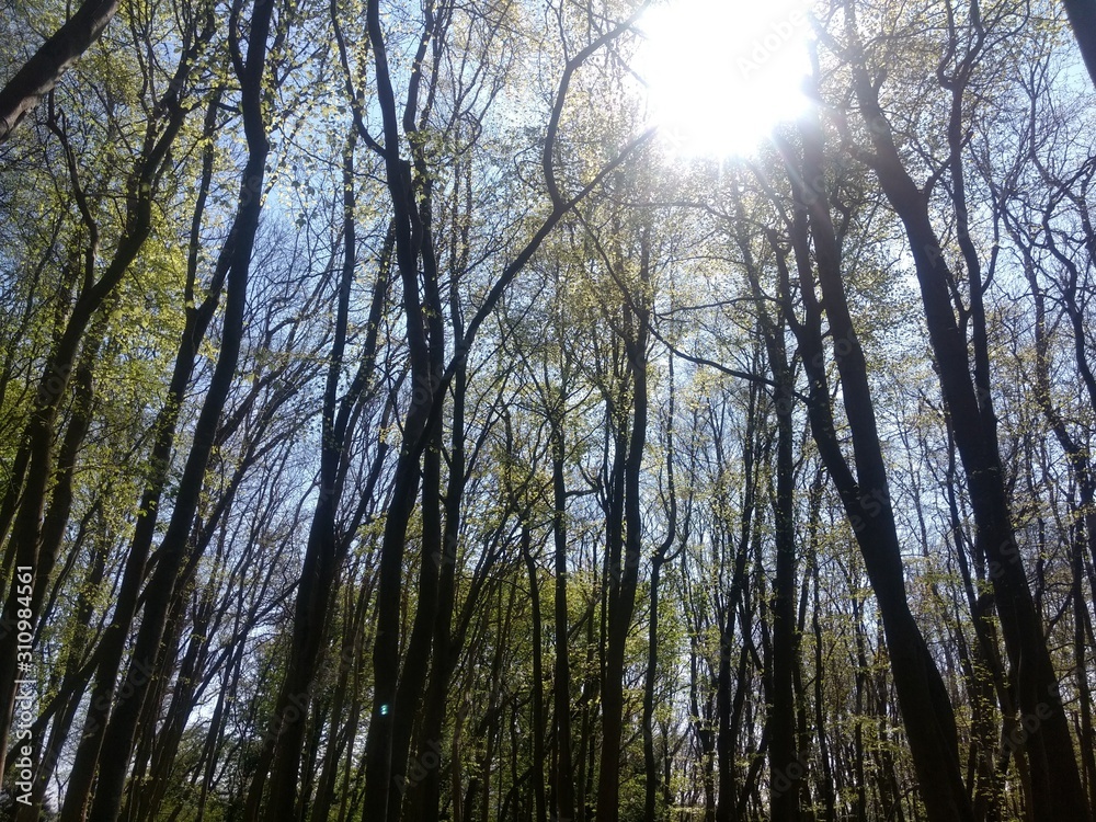 Fototapeta premium Sunlight through trees