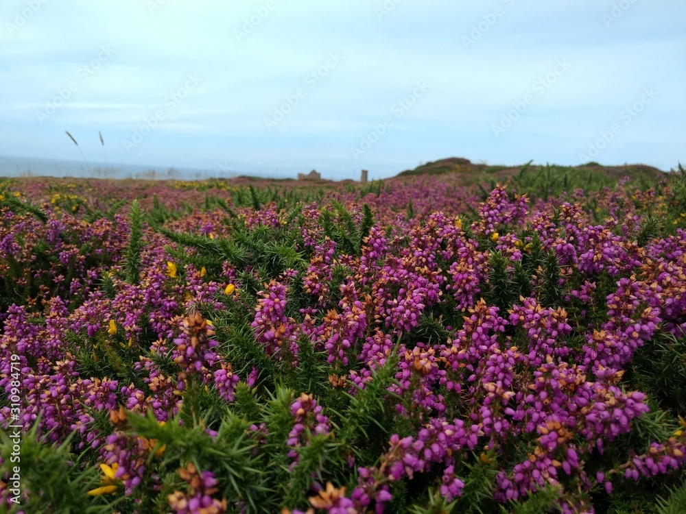 Coastal heather with hill in background, Cornwall, UK