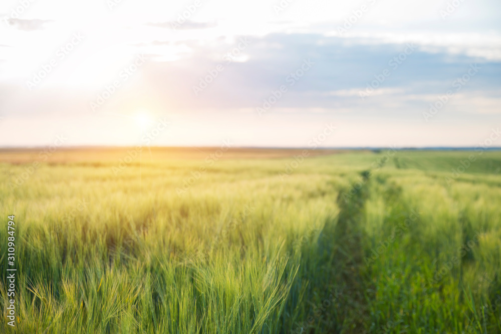 World environment day concept: Blur green garden nature and blue sky on agriculture field background