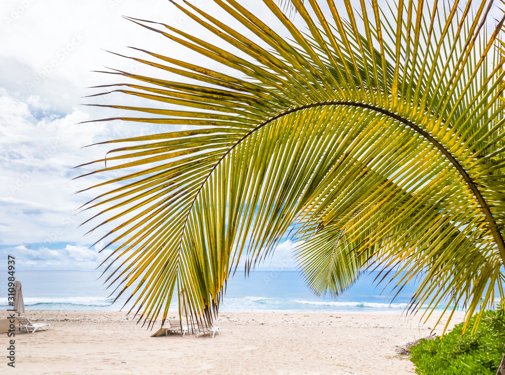 Fototapeta premium palm tree on the beach of Boucan Canot, Réunion 