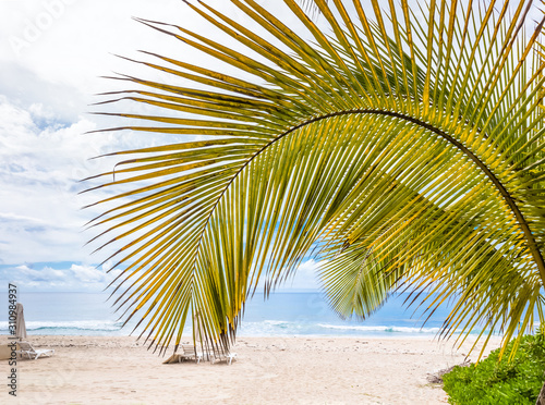 palm tree on the beach of Boucan Canot  R  union 