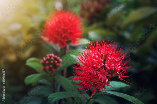 Small red flowers and green leaves in the morning.
