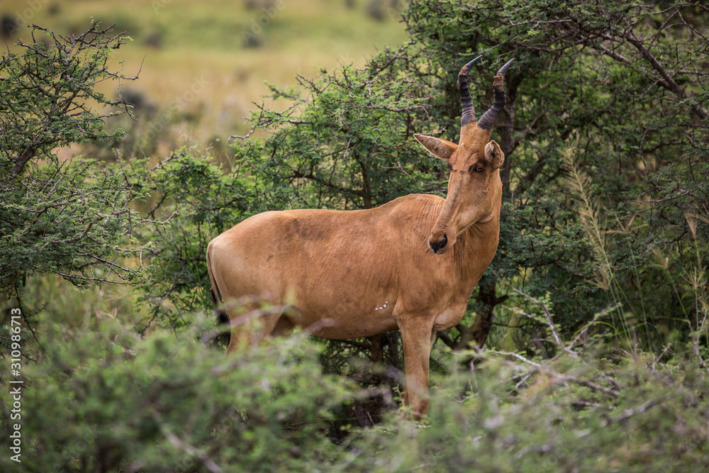 alcelaphus buselaphus in the green African Savannah alcelaphus buselaphus in the green African Savannah