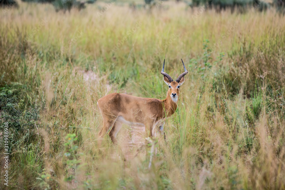 a beautiful Gazelle looks into the frame framed by blurred vegetation in the African Savannah a beautiful Gazelle looks into the frame framed by blurred vegetation in the African Savannah