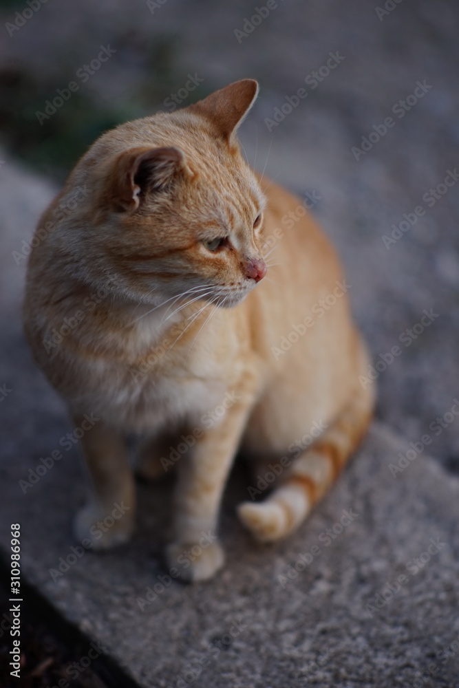 Homeless red cat sits on a concrete slab against the background of a glass door with a reflection of sunset. Homeless red cat sits on a concrete slab against the background of a glass door with a reflection of sunset.