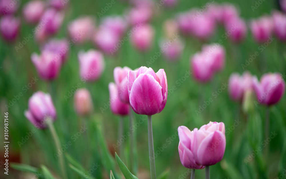 Beautiful colorful pink  tulip background photo.