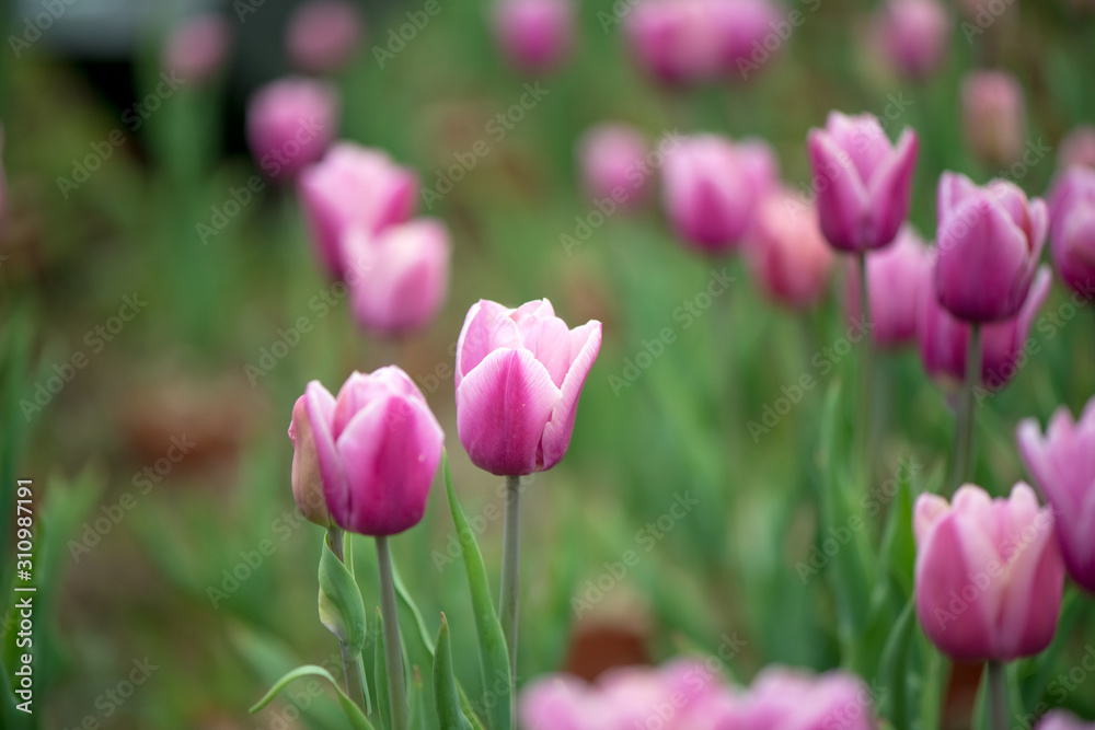 Beautiful colorful pink tulip background photo. Beautiful colorful pink tulip background photo.