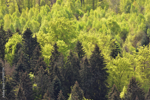 Spring landscape with mixed forest on a hill, coniferous trees and deciduous growth together in the forest Schwarzwald, Germany