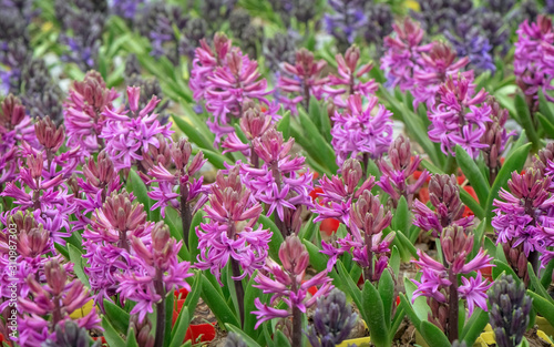 In the garden, colorful hyacinths bloom in spring.