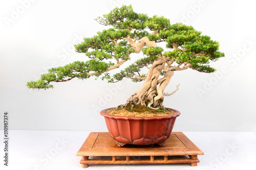 Chinese Pine Bonsai tree isolated on white background.