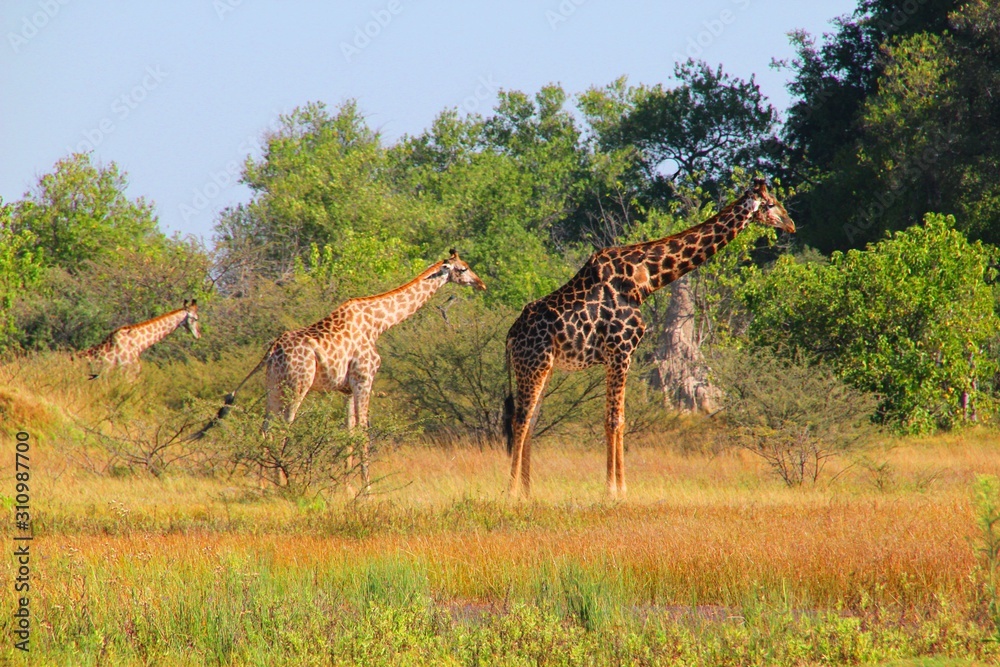 Giraffen-Trio