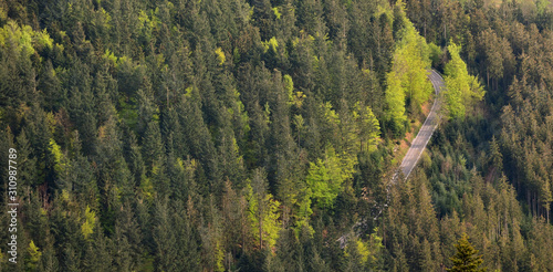 Foto Spring landscape with mixed forest on a hill, coniferous trees and deciduous gro